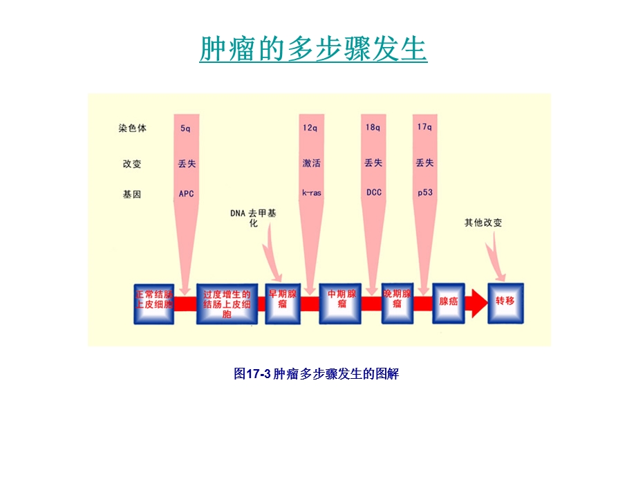 《肿瘤遗传学》PPT课件.ppt_第2页