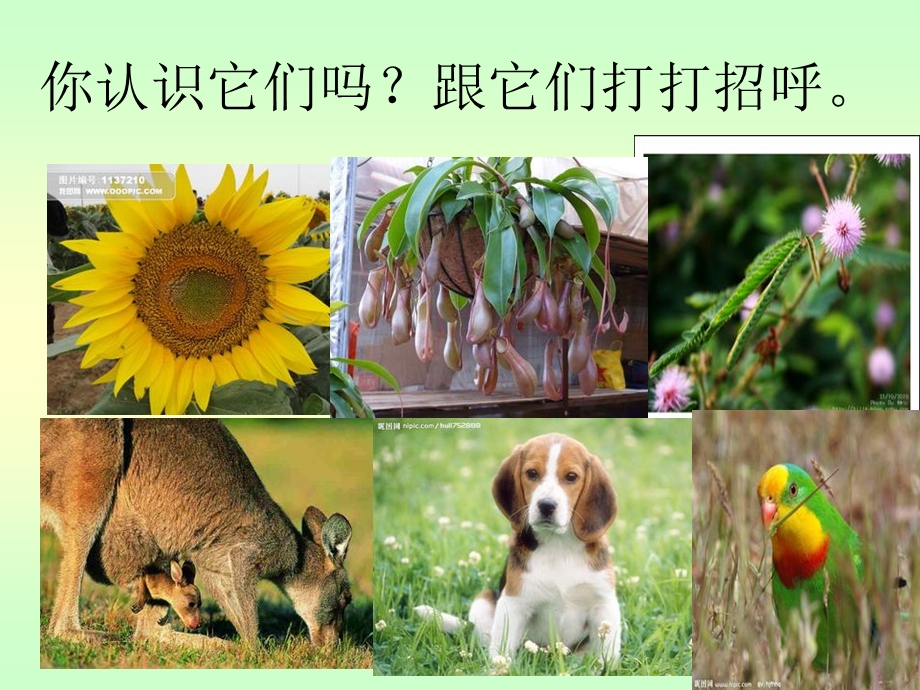 《有趣的动植物》PPT课件.ppt_第3页