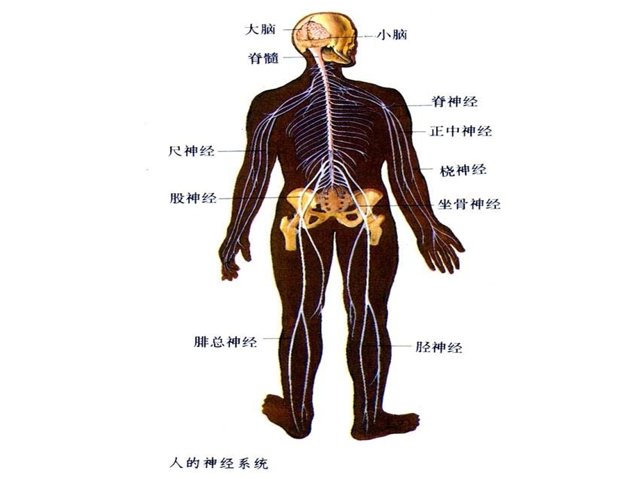 心理咨询师基础知识2.ppt_第3页