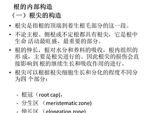 《根的内部构造》PPT课件.ppt