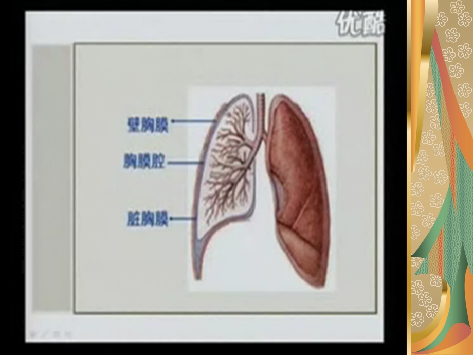 《胸膜及纵膈》PPT课件.ppt_第2页