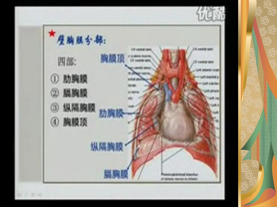 《胸膜及纵膈》PPT课件.ppt_第3页