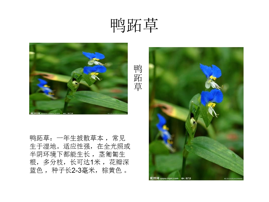 《精美植物图鉴》PPT课件.ppt_第2页