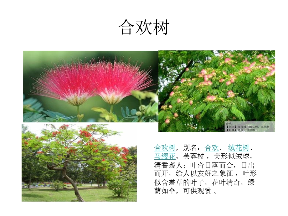 《精美植物图鉴》PPT课件.ppt_第3页