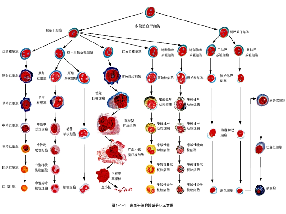 《正常细胞形态》PPT课件.ppt_第3页