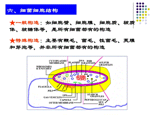 《细菌细胞结构》PPT课件.ppt