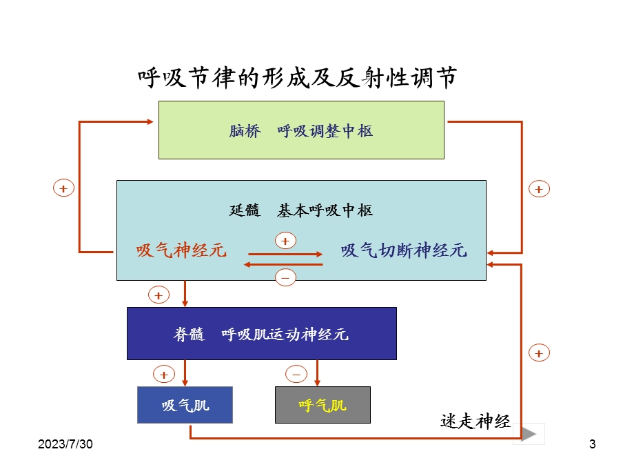 《呼吸运动实验》PPT课件.ppt_第3页