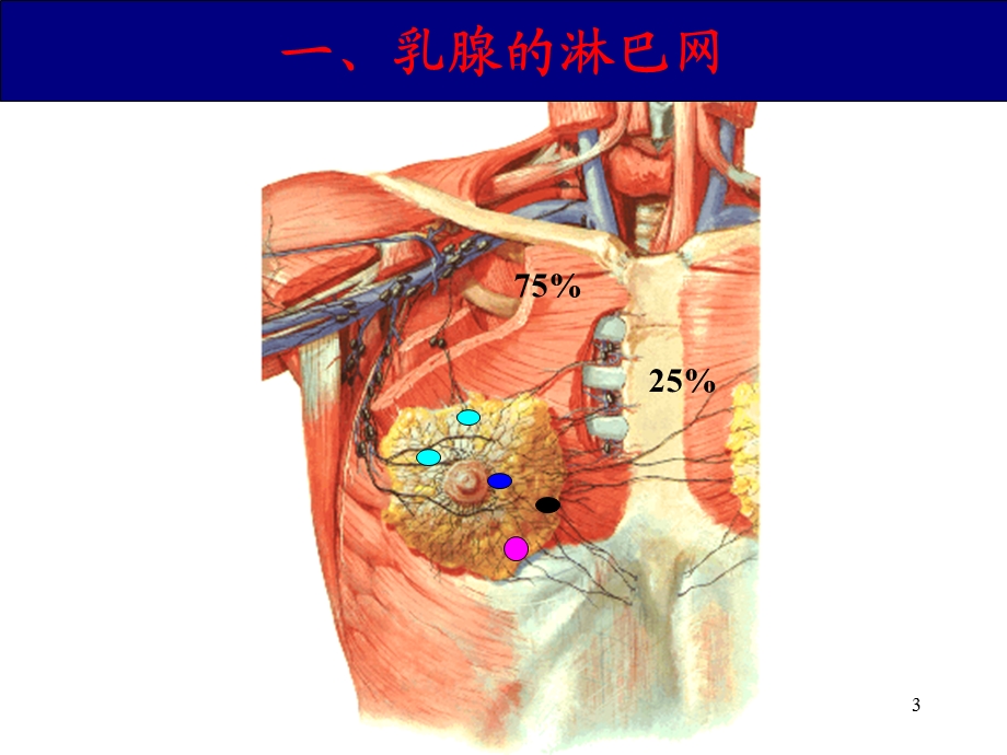 《甲状腺乳腺》PPT课件.ppt_第3页