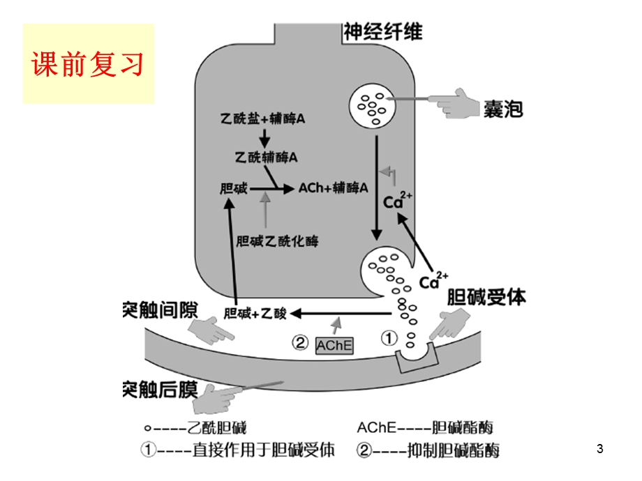 《胆碱受体药物》PPT课件.ppt_第3页