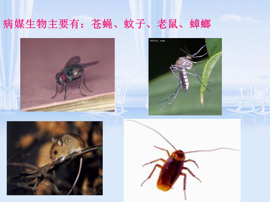 《病媒讲课》PPT课件.ppt_第3页