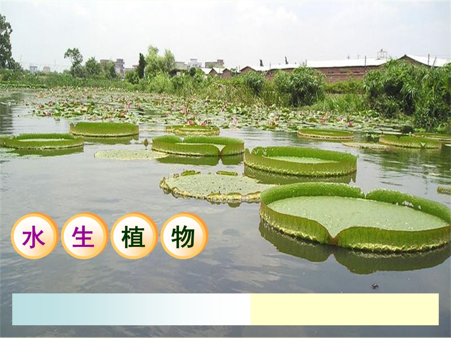 《水生植物》PPT课件.ppt_第1页