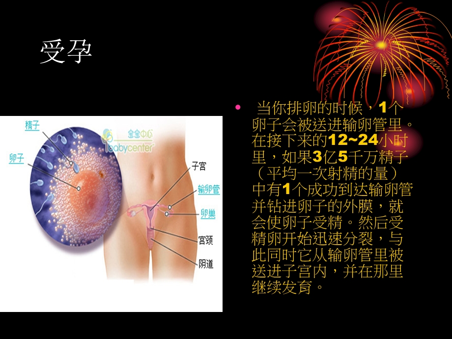 胎儿发育过程全41周.ppt_第3页