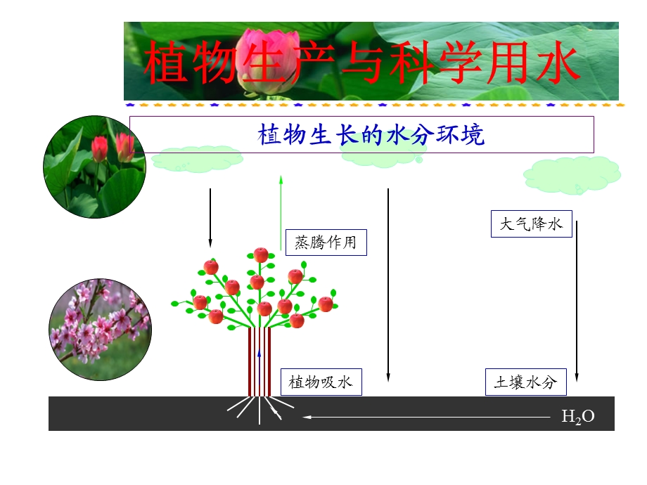 植物生产与科学用水.ppt_第1页