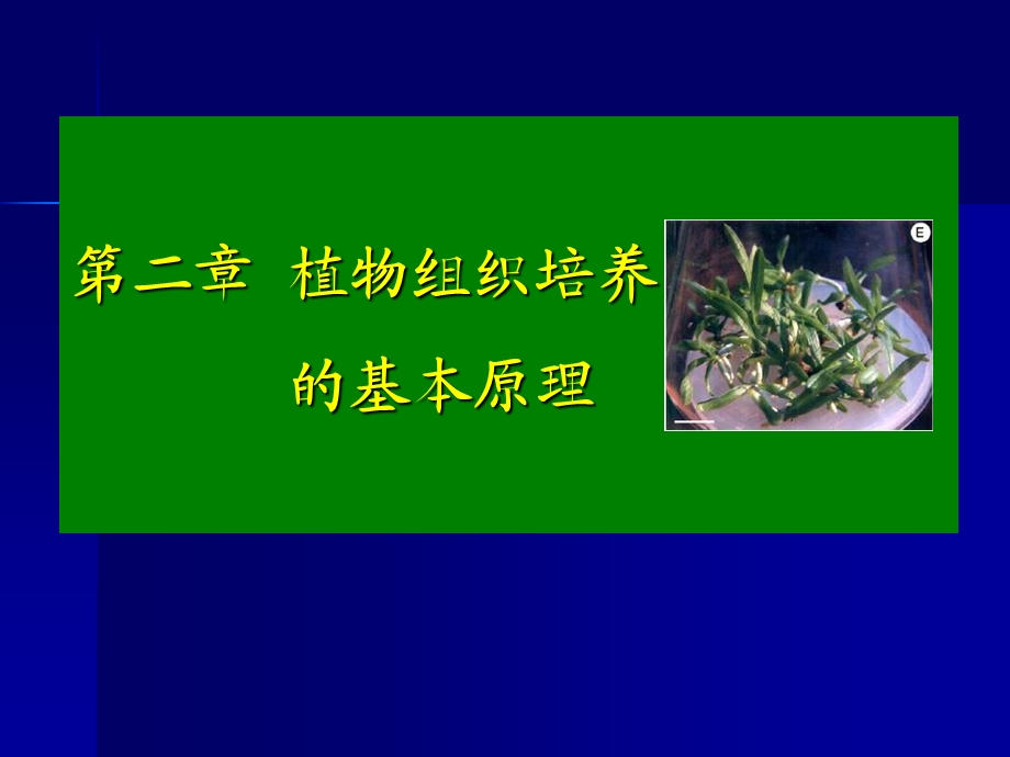 《植物组织原理》PPT课件.ppt_第1页