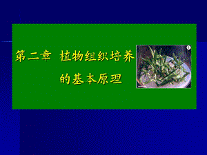 《植物组织原理》PPT课件.ppt