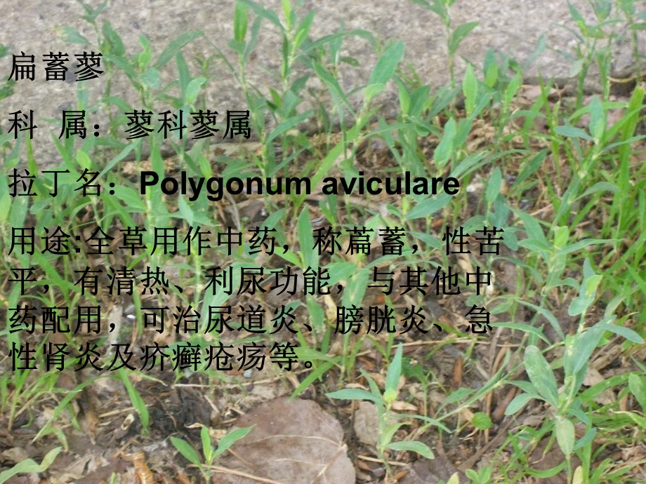 《生物资源汇报》PPT课件.ppt_第3页