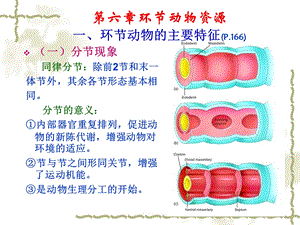 《环节动物资源》PPT课件.ppt