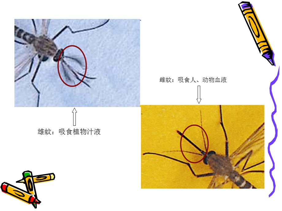 夏预防传染病登革热 ppt课件.ppt_第2页