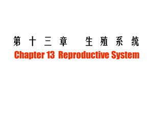 《组胚生殖系统》PPT课件.ppt