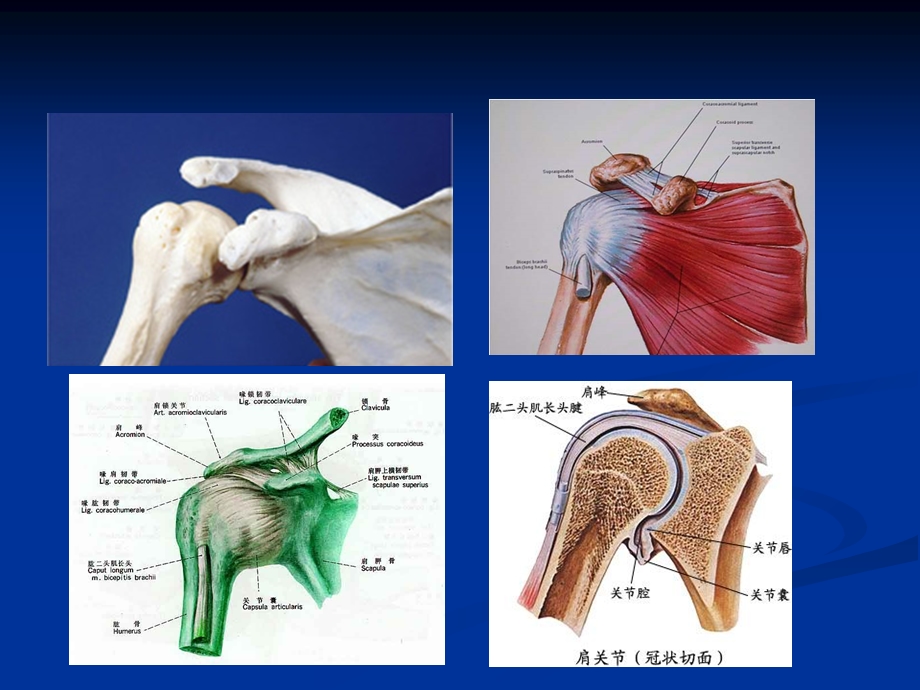 《肩关节脱位》PPT课件.ppt_第3页