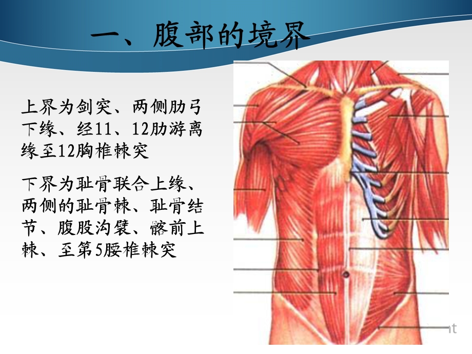 《腹部表面解剖》PPT课件.ppt_第3页