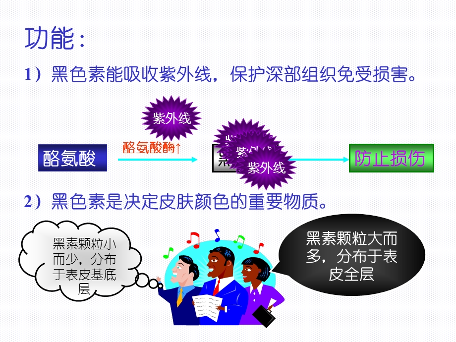 组织学与胚胎学 第11章 皮肤(下).ppt_第2页