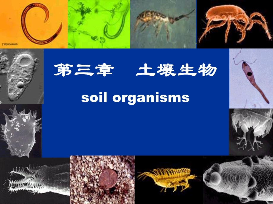 《土壤生物》PPT课件.ppt_第1页