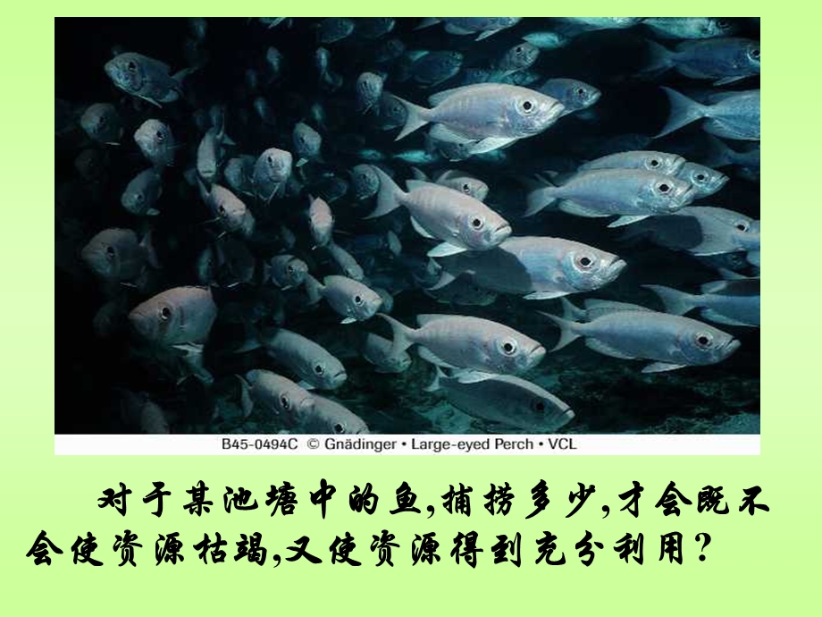 《种群的特征》PPT课件.ppt_第3页