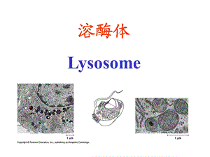 《溶酶体Lysosome》PPT课件.ppt