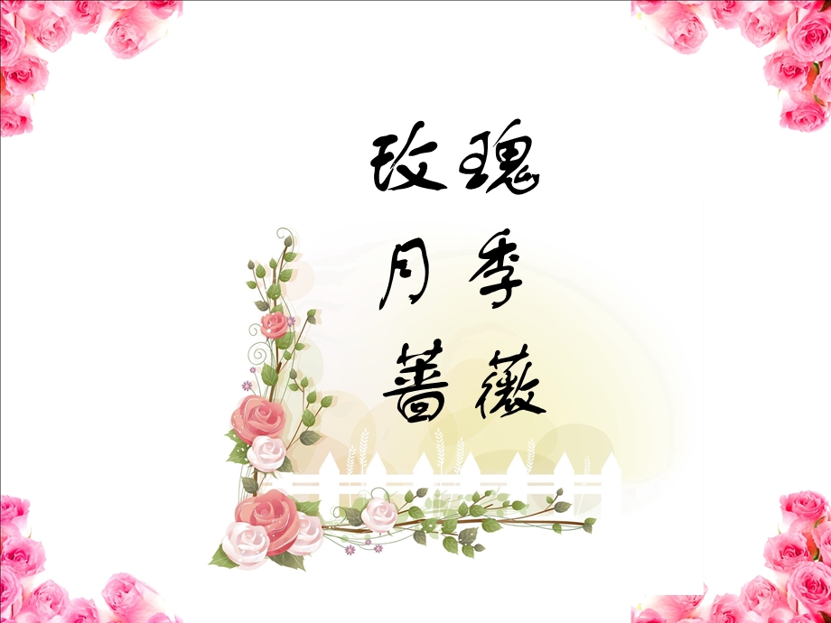 《玫瑰月季蔷薇》PPT课件.ppt_第1页