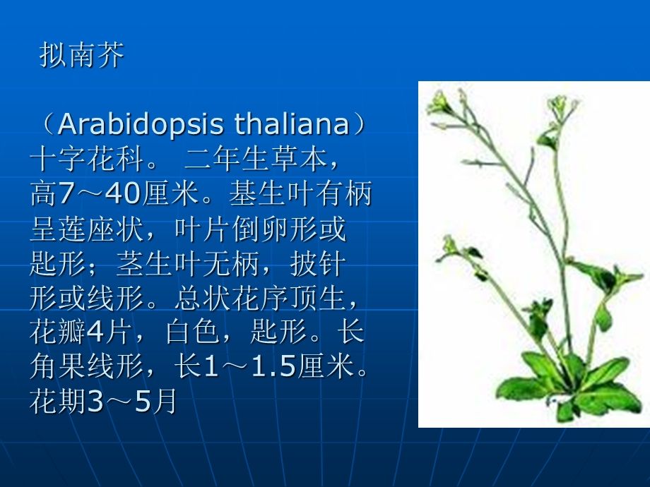 《拟南芥基因组》PPT课件.ppt_第2页