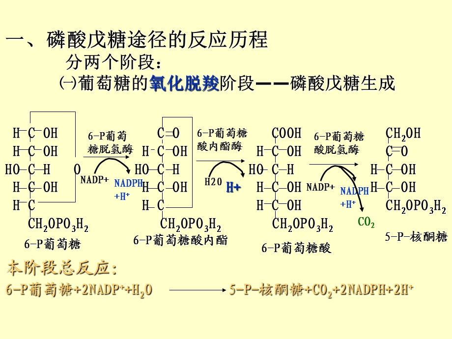 《磷酸戊糖途径》PPT课件.ppt_第3页