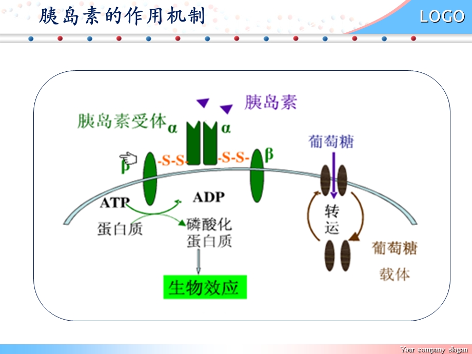 《胰岛素作用机制》PPT课件.ppt_第3页