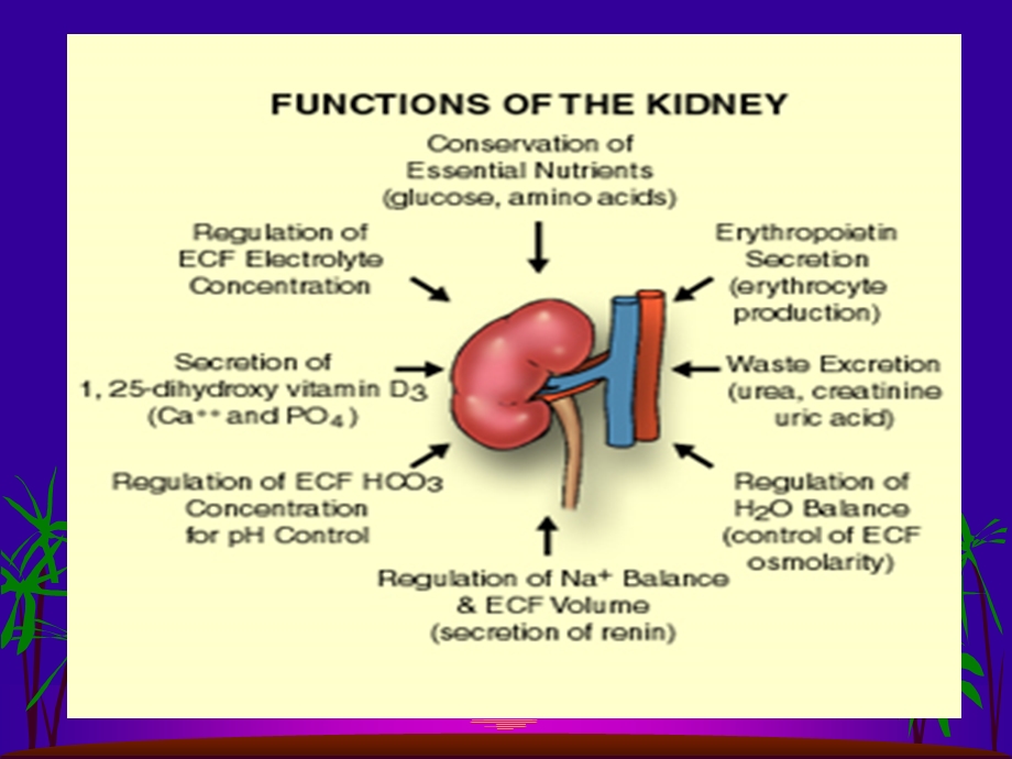 《肾脏生理功能》PPT课件.ppt_第3页