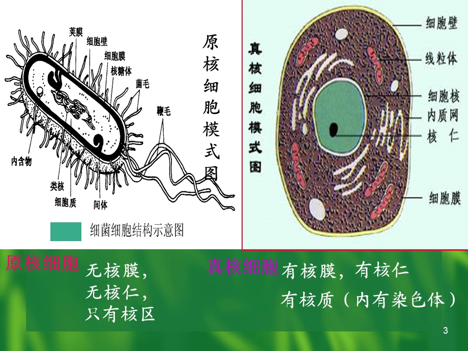 《真核微生物 》PPT课件.ppt_第3页