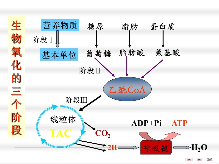 《生物化学生物氧化》PPT课件.ppt_第3页