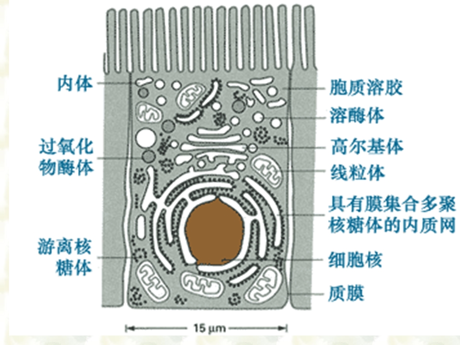 《细胞膜系统》PPT课件.ppt_第2页