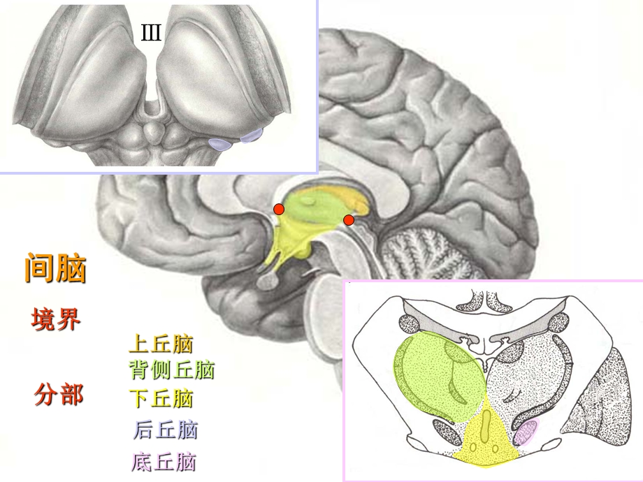 神经系统总论 间脑大脑.ppt_第1页