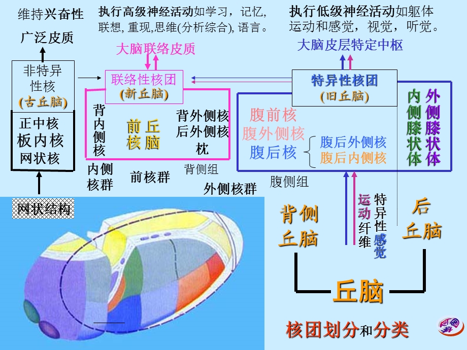 神经系统总论 间脑大脑.ppt_第2页