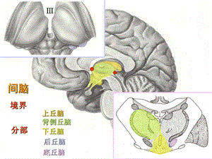 神经系统总论 间脑大脑.ppt