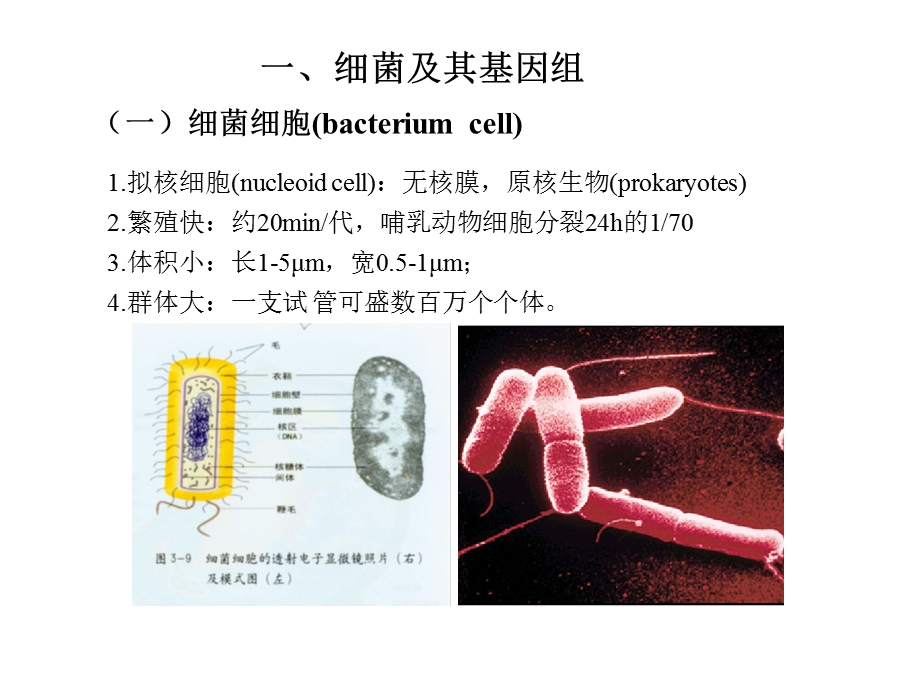 《细菌遗传课时》PPT课件.ppt_第3页