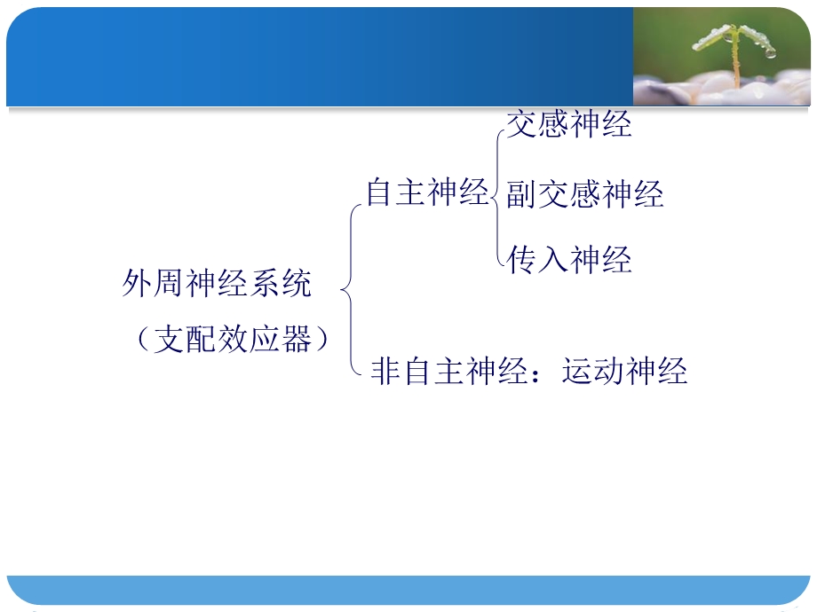 《外周神经系统》PPT课件.ppt_第3页