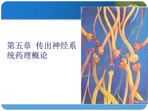 《外周神经系统》PPT课件.ppt