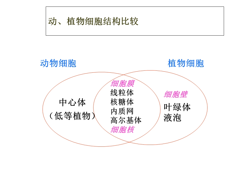 《细胞器合作》PPT课件.ppt_第1页