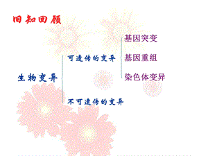 《染色体变异》PPT课件.ppt