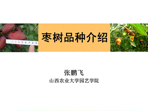 《枣品种介绍》PPT课件.ppt