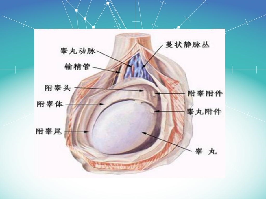 《腹内型隐睾》PPT课件.ppt_第3页