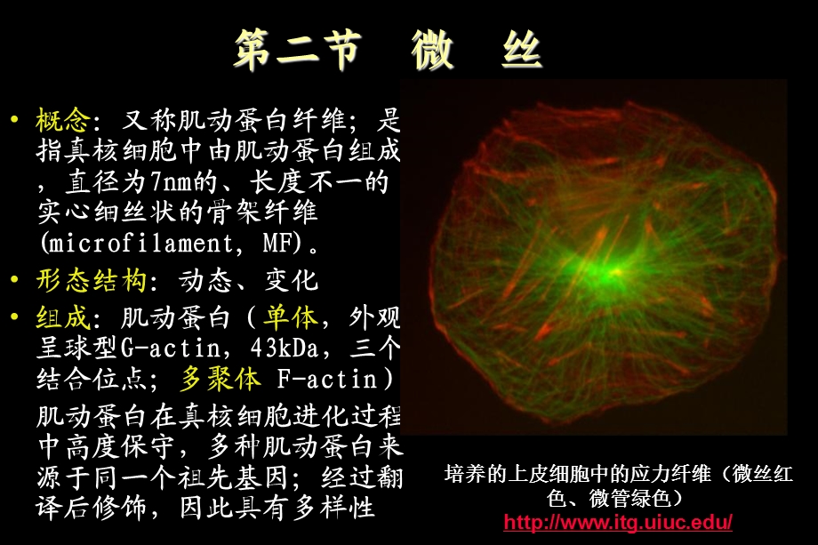 《生物微丝》PPT课件.ppt_第3页