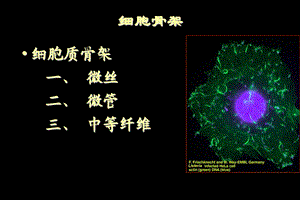 《生物微丝》PPT课件.ppt