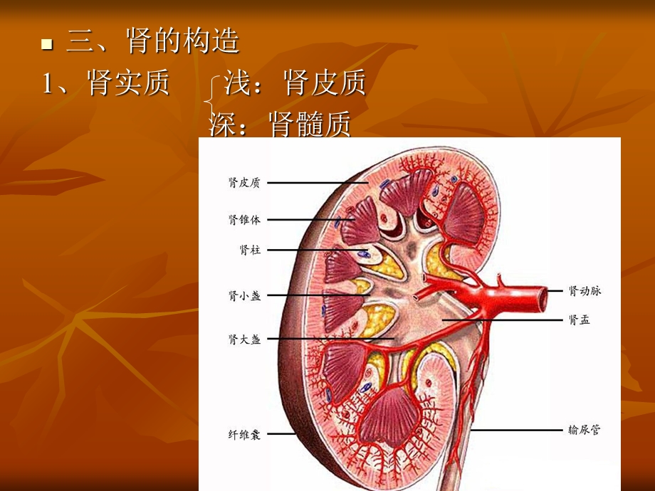 《肾的微细结构》PPT课件.ppt_第2页